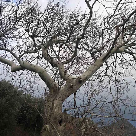 Afrodite ホテル 2*