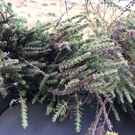 ホテル Afrodite 2*